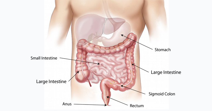 Digestion