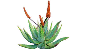 aloe vera