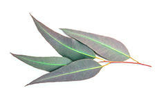 Eucalyptus leaves